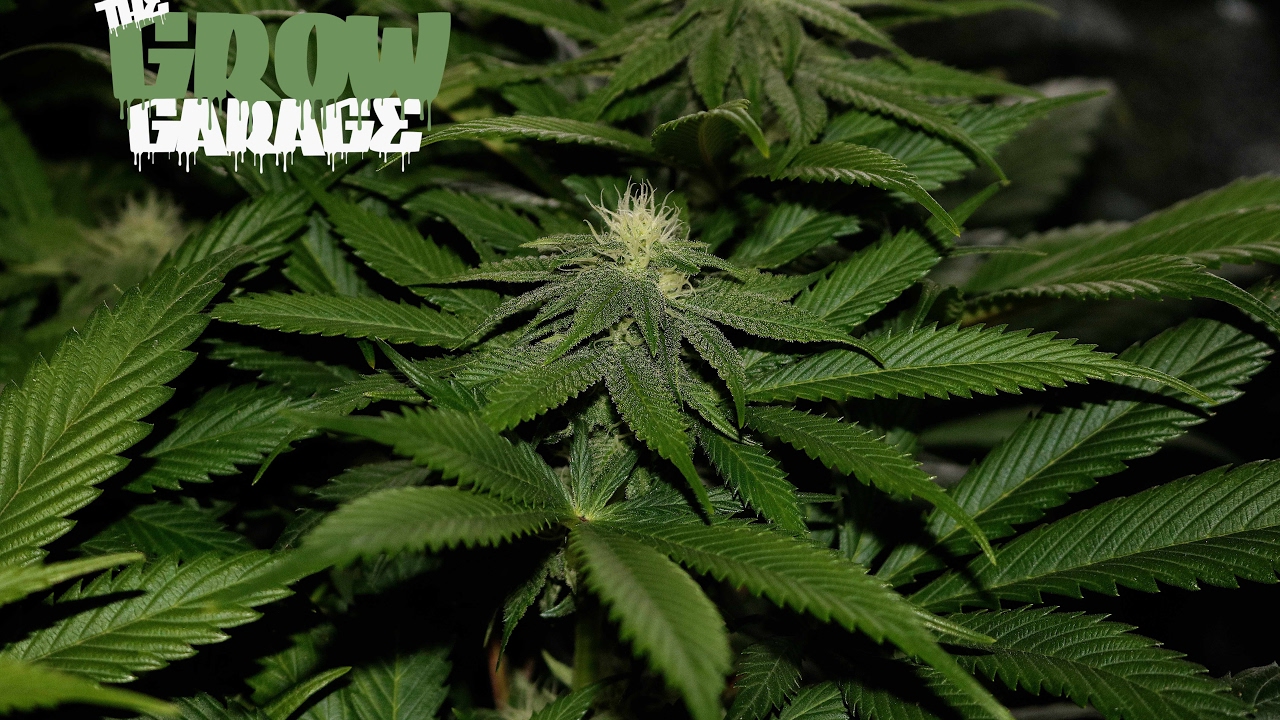 True Believer Day 25 Flower 600w Gavita Living Organic Soil Cannabis Grow
