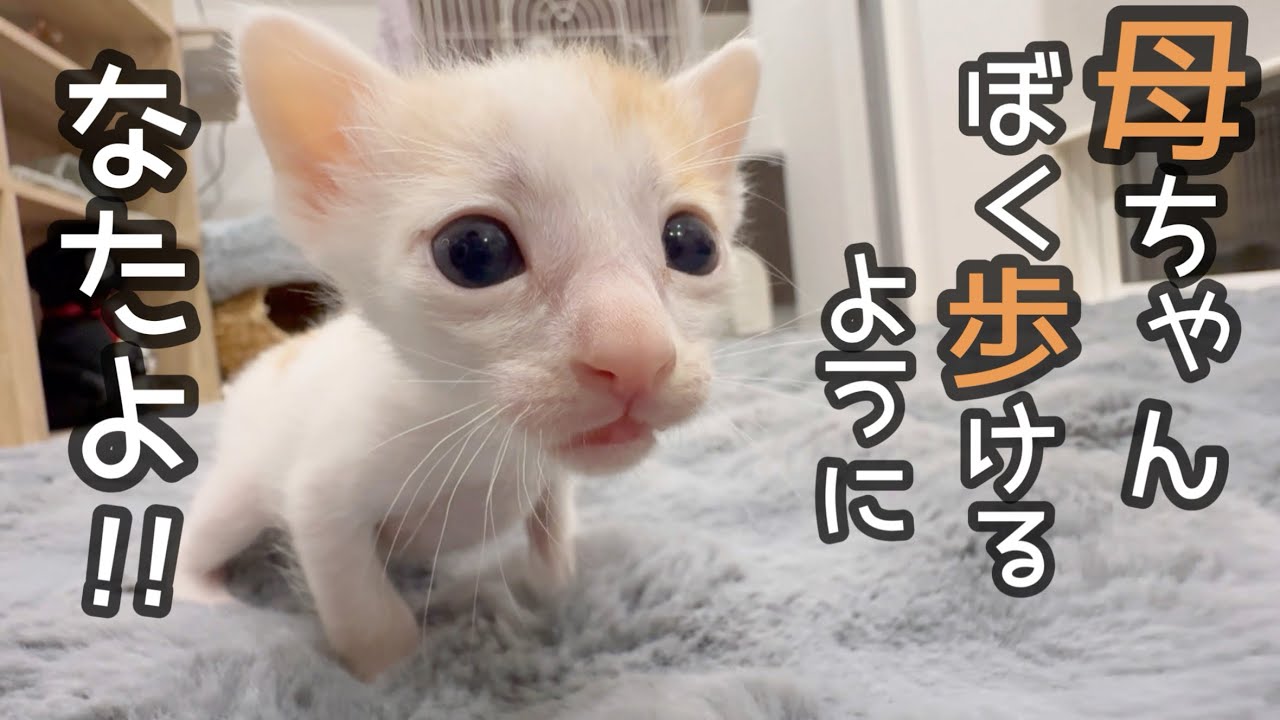 【近況報告】赤ちゃんの成長がすごいから見て！
