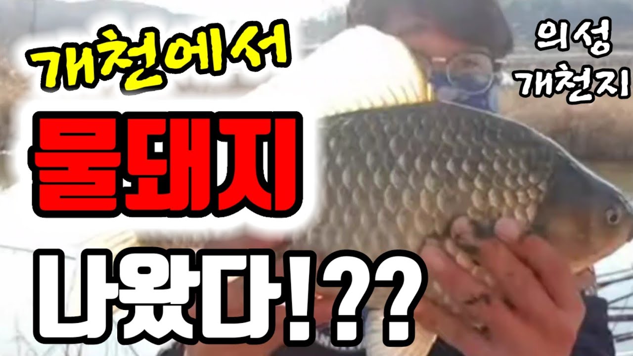 의성 개천지 버저비터 4짜붕어!이게 붕어야?물돼지야??