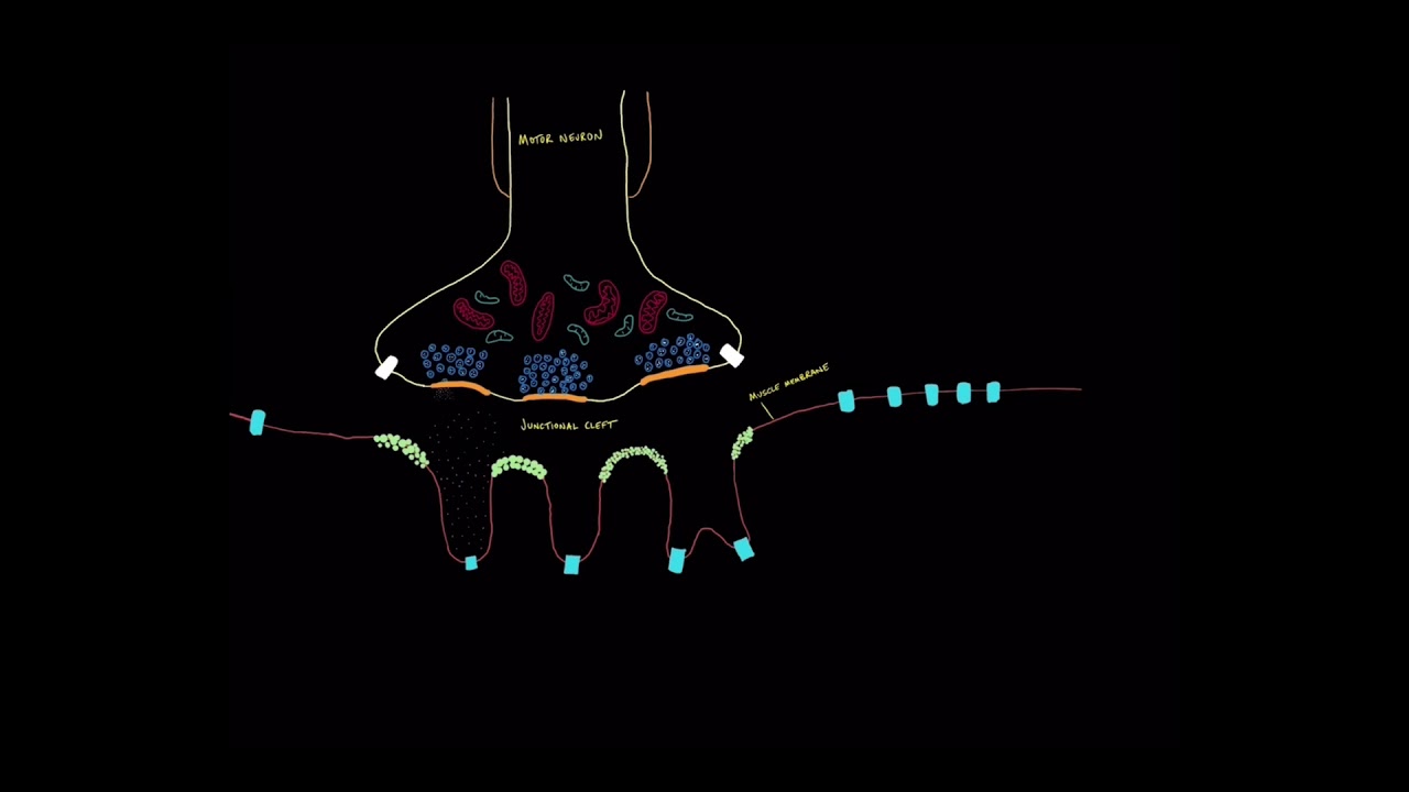 NM physiology 6: The Acetycholine Receptor