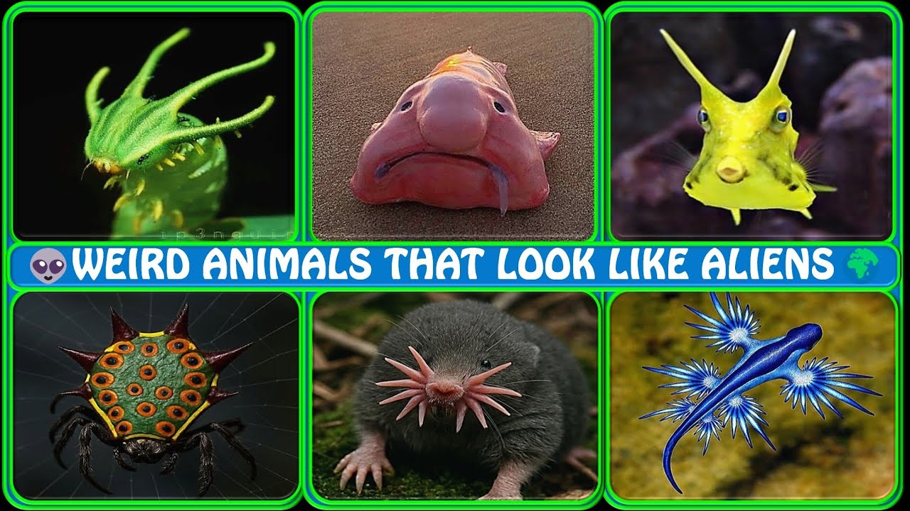 Real Animals That Look Like Aliens 👽 | Strangest Creatures on Earth