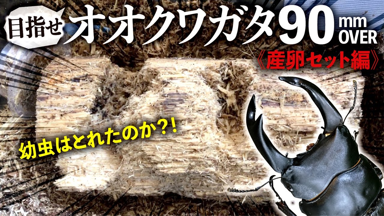 オオクワガタブリード90mmオーバー目指します！＜産卵セット編＞