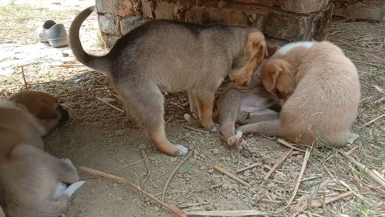 Puppy 🐾 dog lover 💗 in the world only a most loyal whole life ❣️ #petanimal #dog #animallover