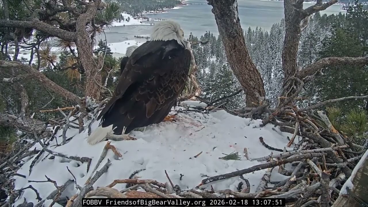 Jackie pancakes again, Shadow/Jackie mating | 2.18.26
