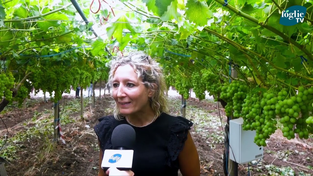 FOGLIE TV - Innofruit: Smart Irrigation e nuove varietà per la viticoltura pugliese
