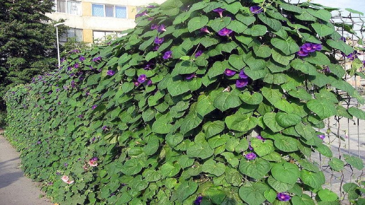 Como reproducir la planta Campanita, Ipomea o Don Diego de día  (Ipomoea)