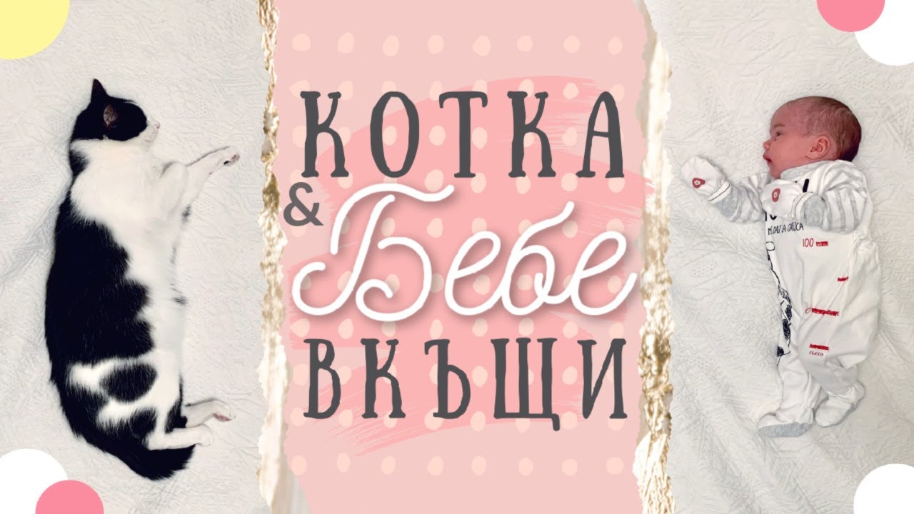 Как да запознаем КОТЕ и БЕБЕ | Първата среща на Прасчо и Дивна