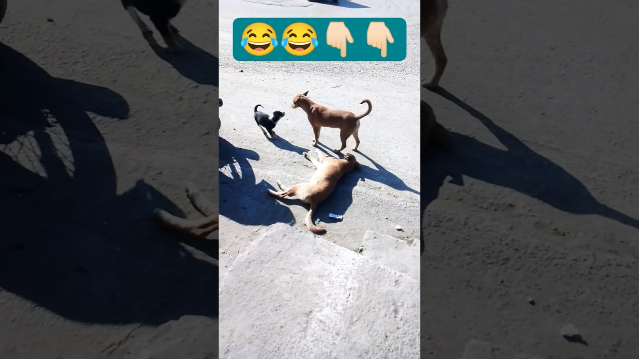funny animal 😂