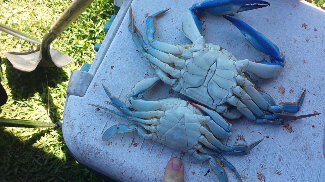 How to clean crabs! BEST WAY!!!