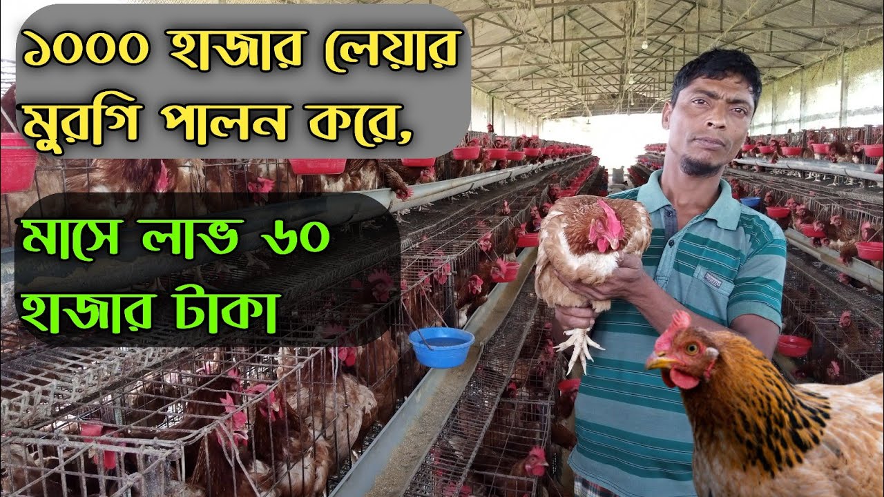 পঞ্চাশ হাজার 😱লেয়ার মুরগির খামার, মাসে লাভ কত টাকা? #shakilfarming #লেয়ার_মুরগি_পালন