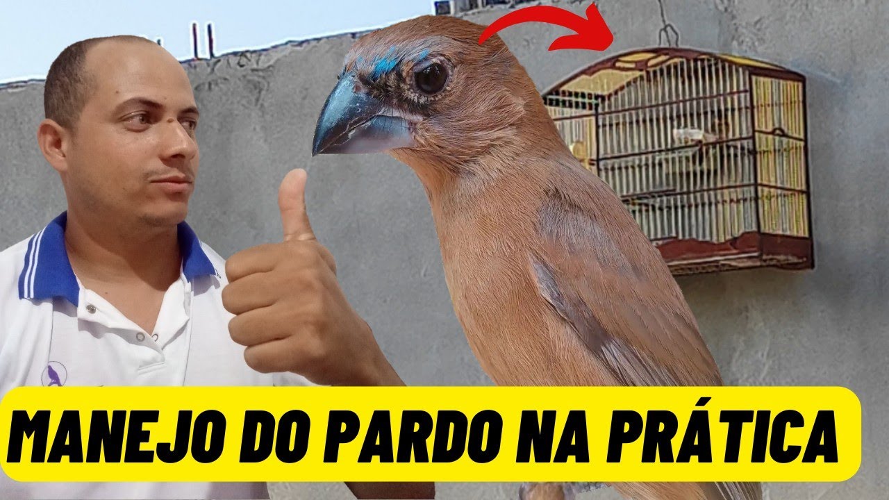 Manejo para transformar o AZUL&Atilde;O PARDO em uma m&aacute;quina