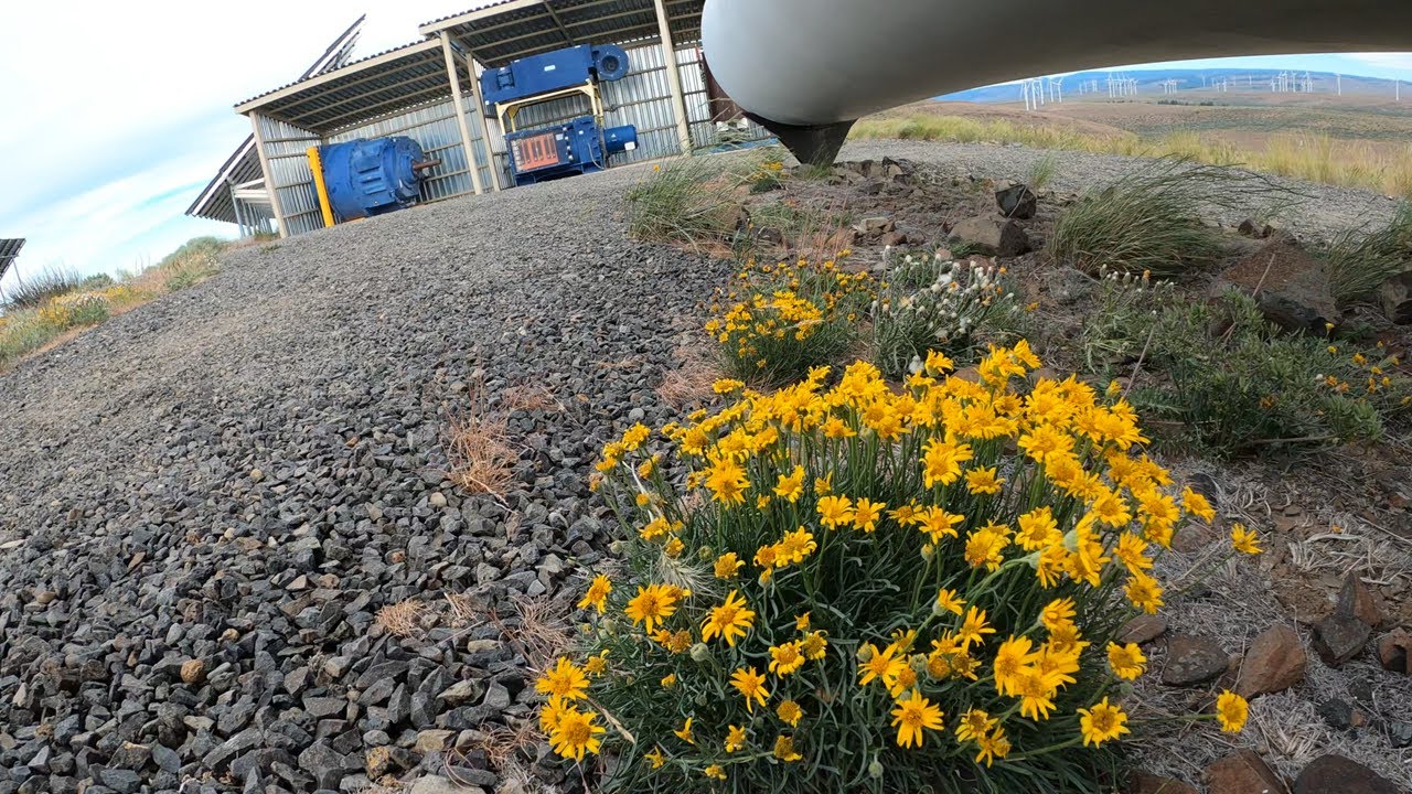 Wild Horse Wind Farm / Upclose with 221 foot Tall Wind Turbines ++ Great Wildflowers!
