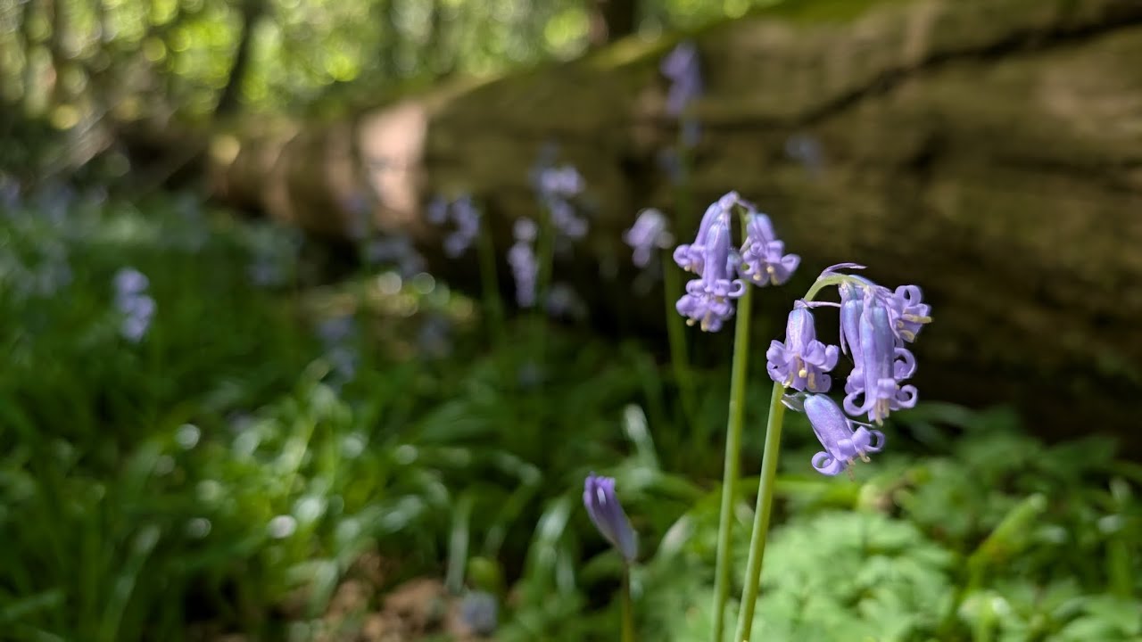 Chiddingly walk 27/04/25