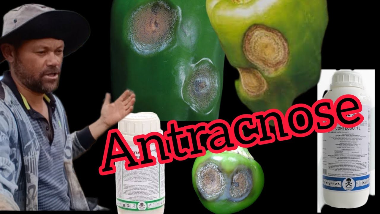 As melhores fungicidas para antracnose[ zoi de coruja,ou zoi de sapo ]
