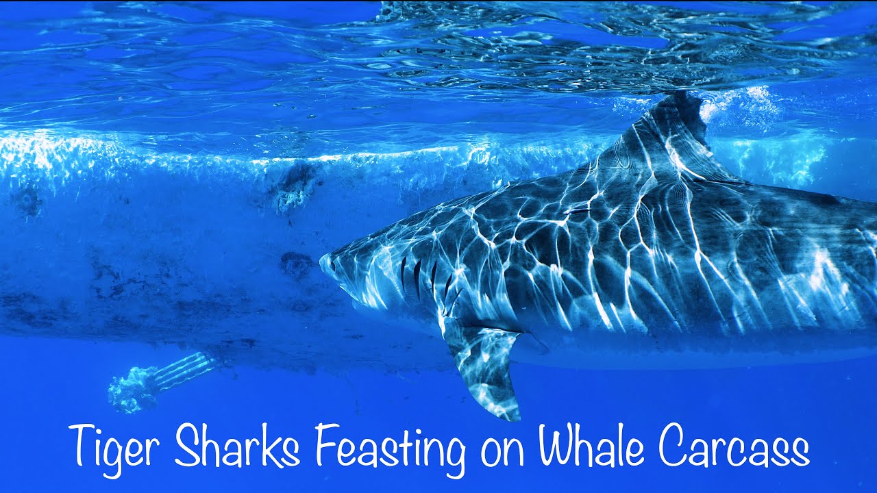Tiger Sharks Feasting On Sperm Whale Carcass - Kona, Hawaii 2026