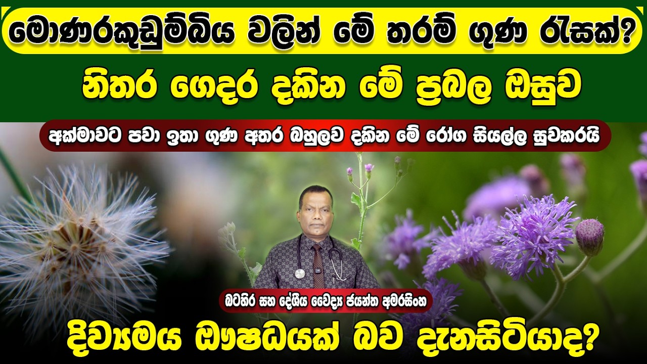 මොණරකුඩුම්බිය වලින් මේ තරම් ගුණ රැසක්? නිතර දකින මේ ප්‍රබල ඔසුව දිව්‍යමය ඖෂධයක් බව දැනසිටියාද?