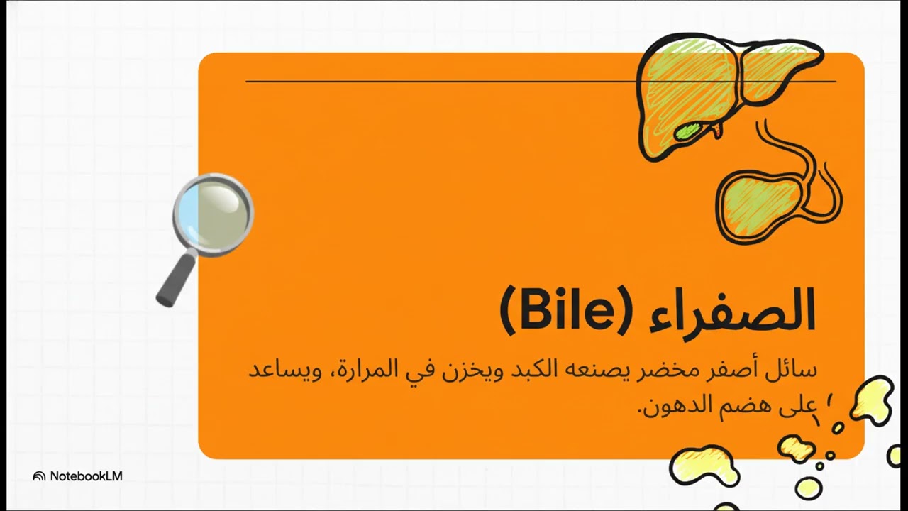 جولة في الجهاز الكبدي الصفراوي