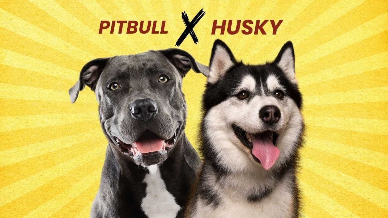 Pitbull Husky Mix ( Pitsky ): What You Need to Know Before Getting One