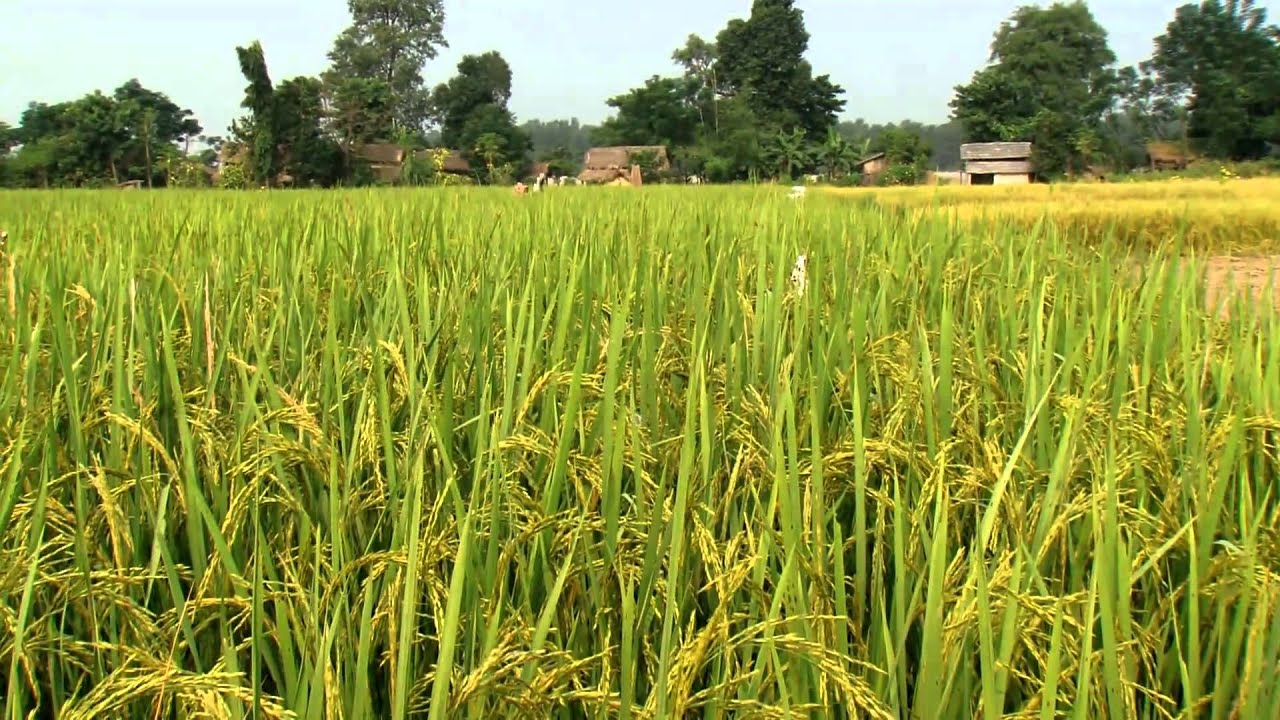 FAO in Nepal - Documentary version part 2/2