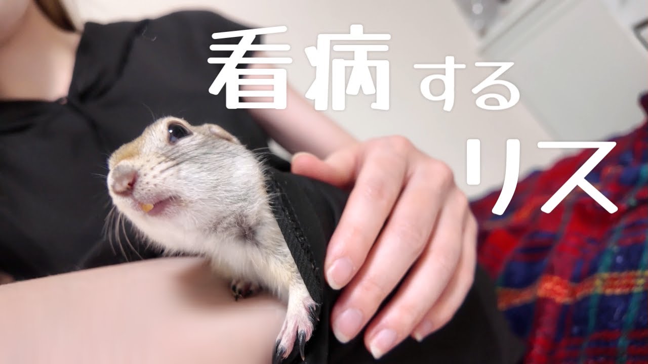 風邪をひいたら寄り添ってくれる甘えん坊リス