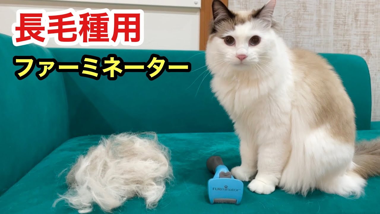 ファーミネーターで小型猫(長毛種)の抜け毛量が気持ち良いほど取れました！