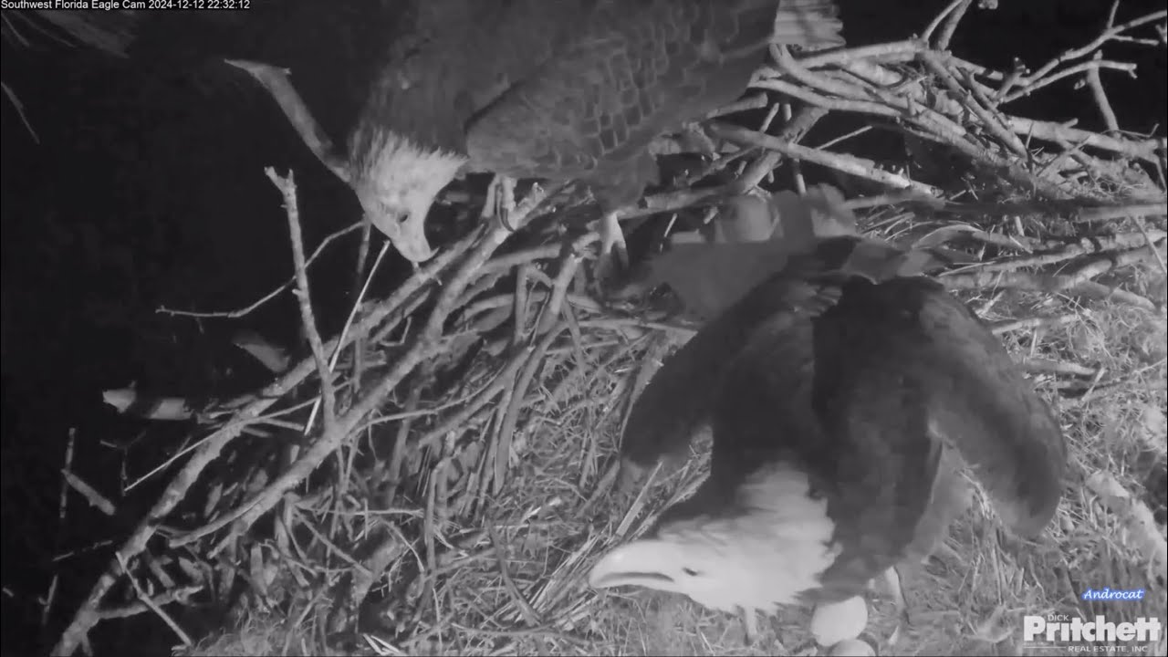 SWFL Eagles 12-12-24.  F23 Ejects Subadult Intruder Off Her Nest Using a Two-Footed Kick!