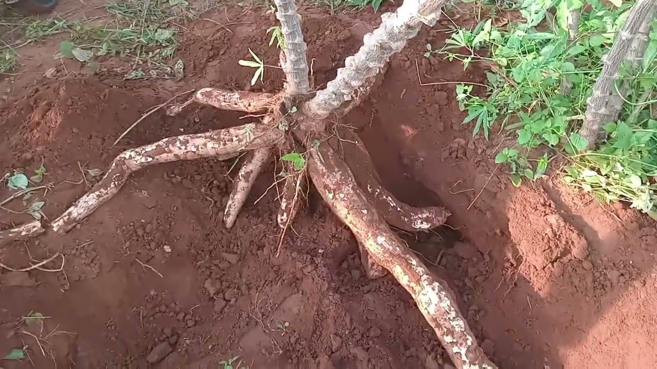 Presta atenção nesse video ate o final olha o tamanho dessa mandioca 