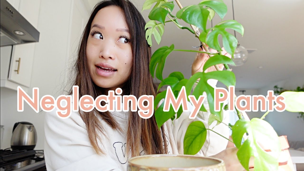 UPDATES AFTER SKIPPING MY PLANT CARE