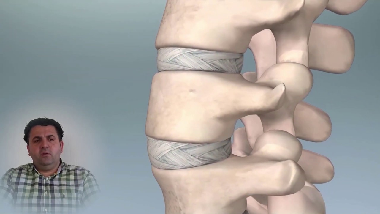 lomber omurga anatomisi