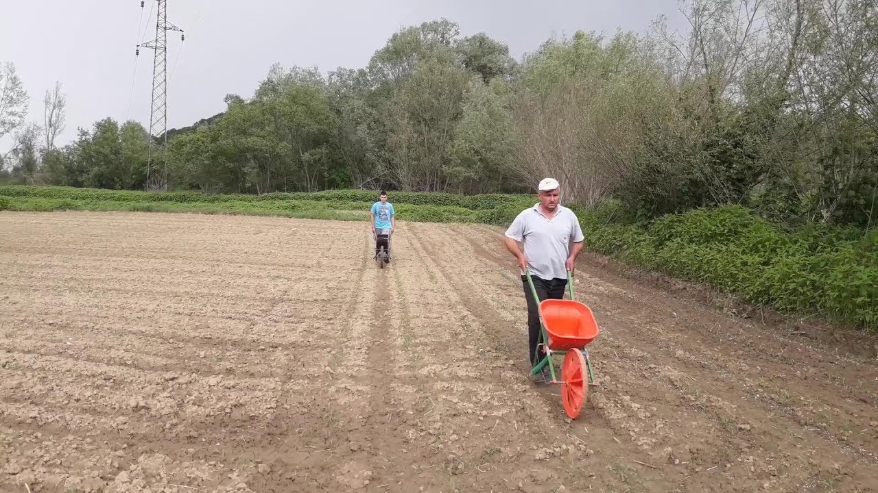 Bacanje djubriva ručnim kolicima-prehrana kukuruza