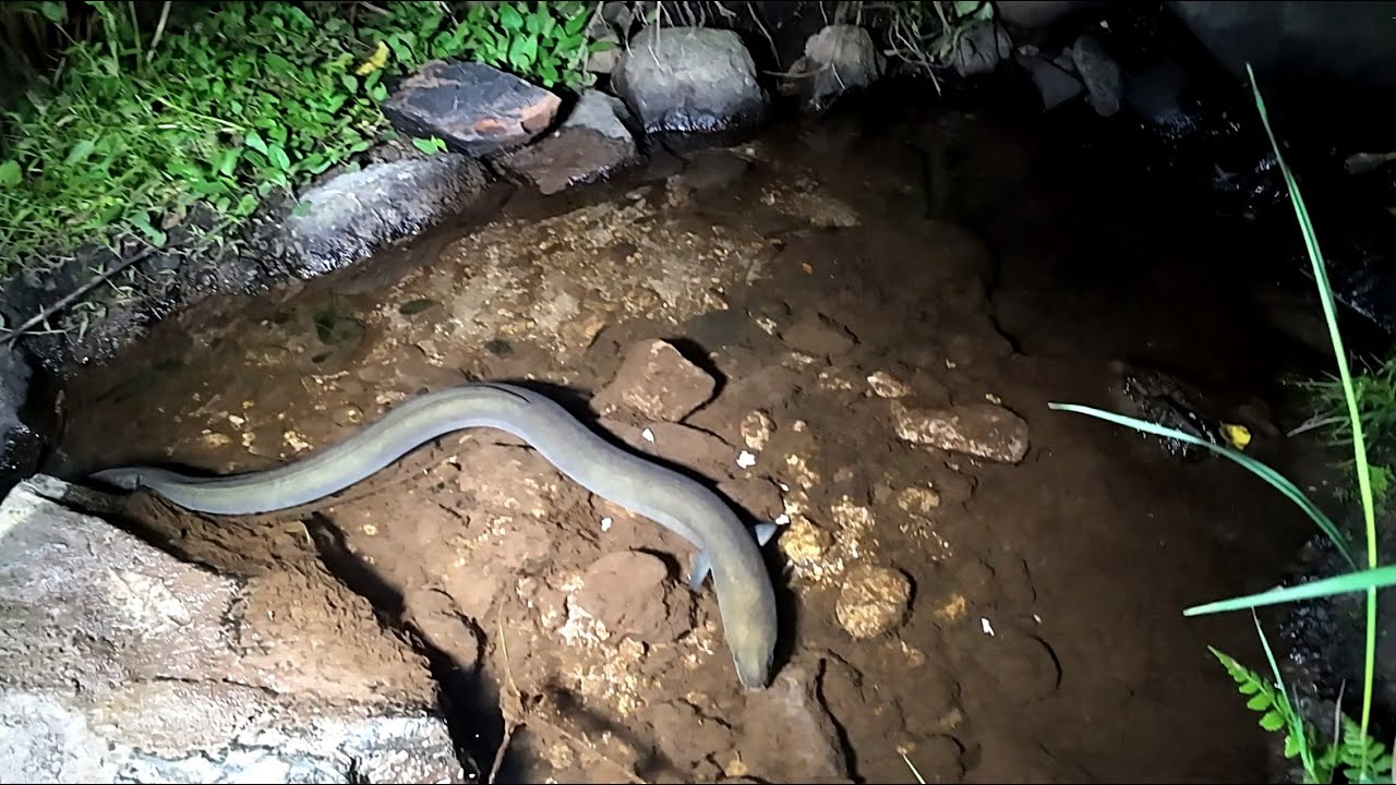 Feeding Eels R1 02 Feb 2026