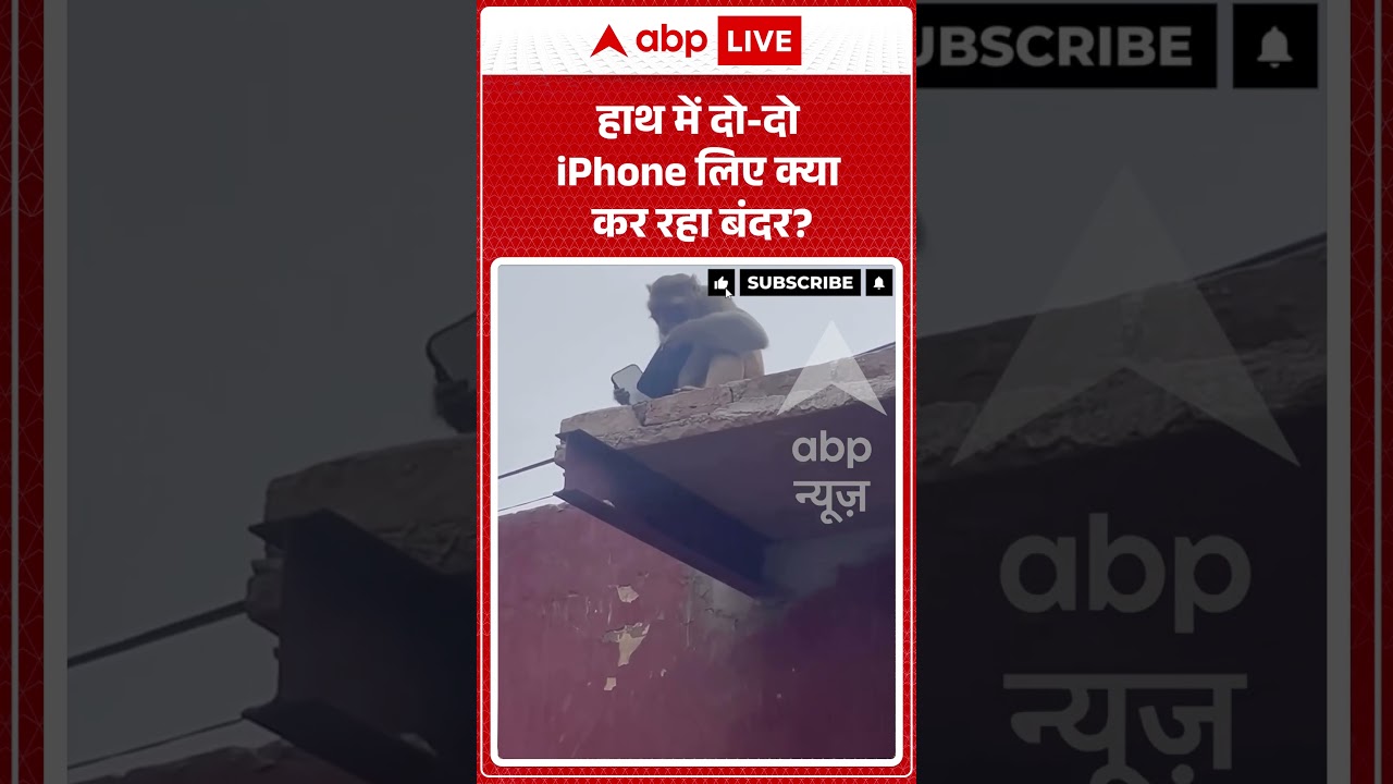 Viral Shorts: हाथ में दो दो iPhone लिए क्या कर रहा बंदर | #ytshorts #abpnews #viralnews