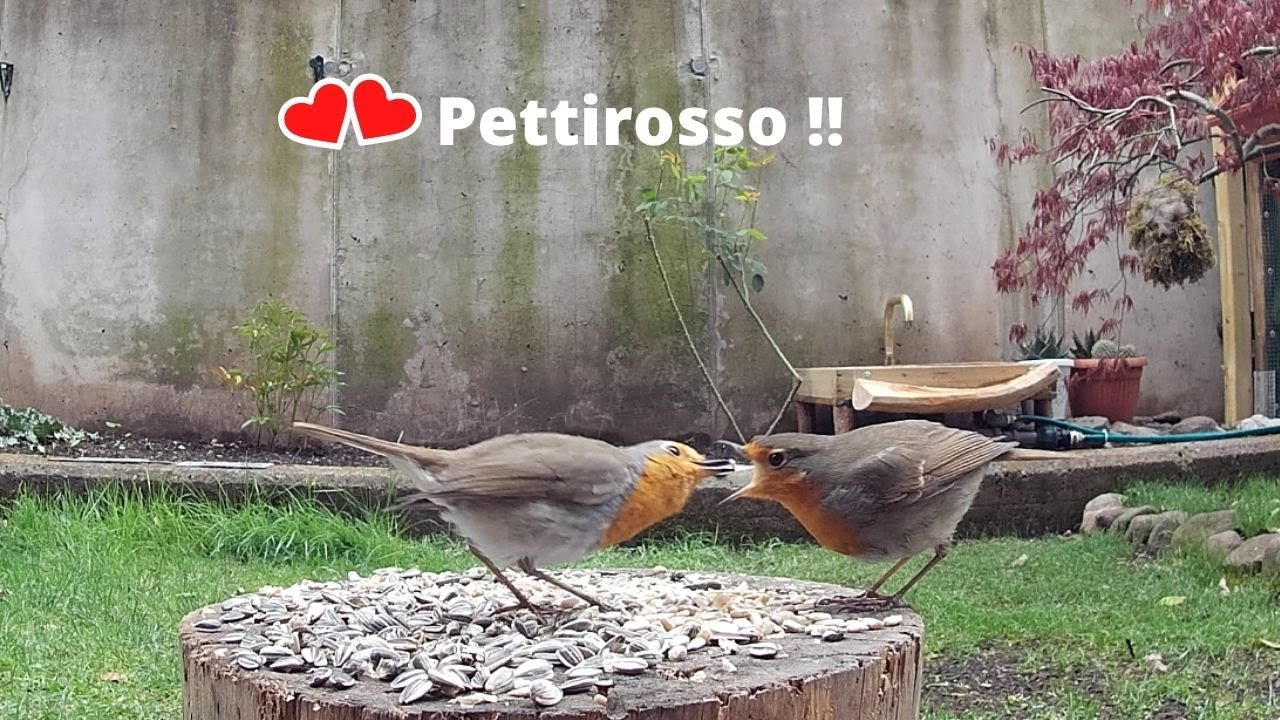 Amore incondizionato del Pettirosso !!