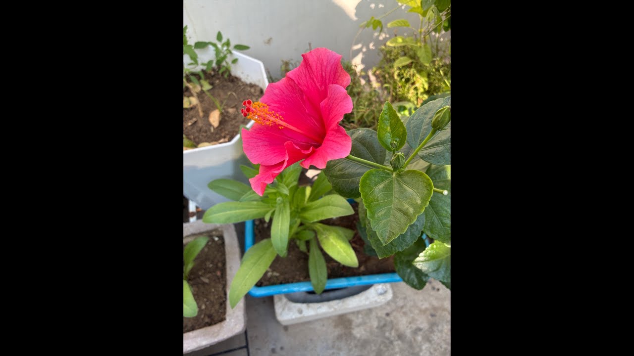 Cooking. Gardening .Simple Home Lifestyle