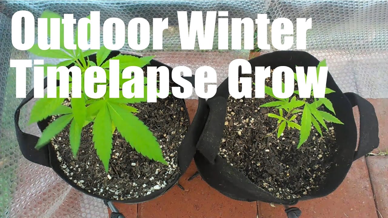Bagseed Winter Outdoor Timelapse Grow Tutorial