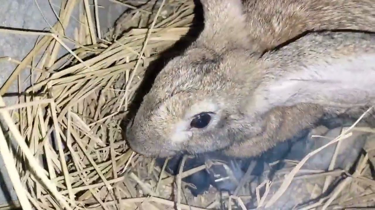 الارنبه ولدت على السلك بدون ماتجهز بيت الولاده والمنظر بجد صدمنى عوضى على الله 😭