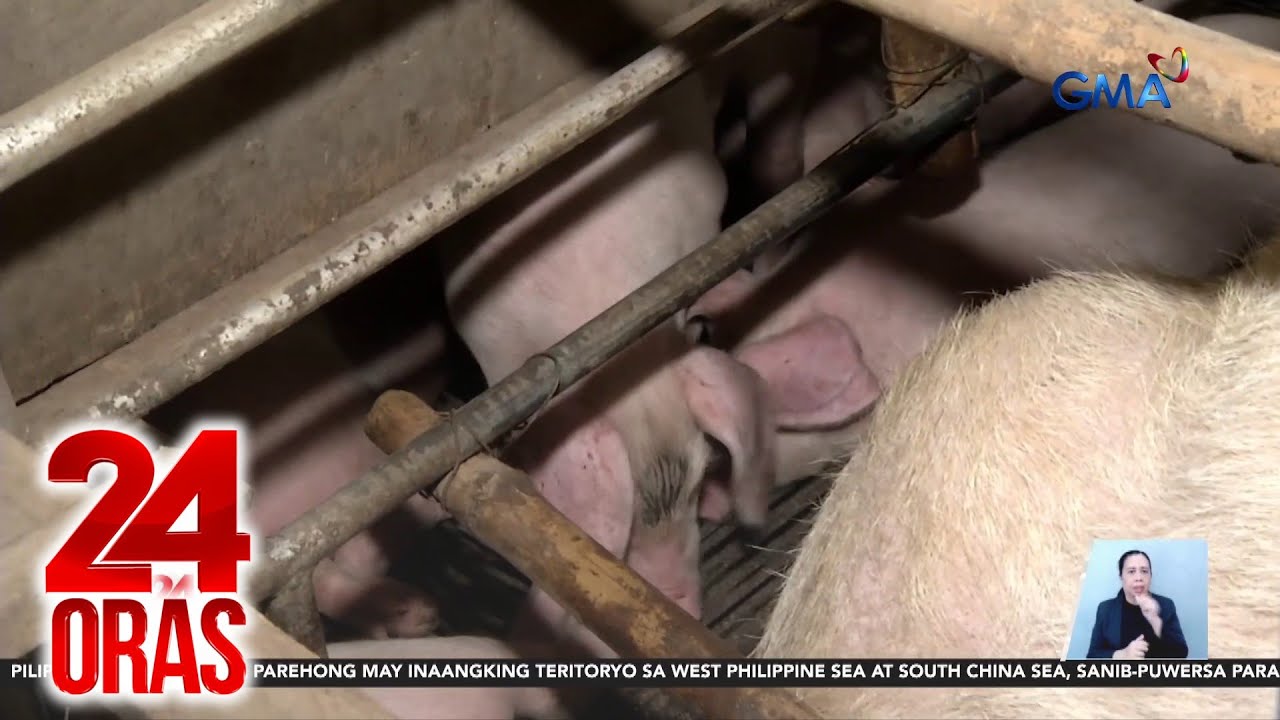 DA - 251 barangay na sa bansa ang may active cases ng ASF ngayong Agosto | 24 Oras