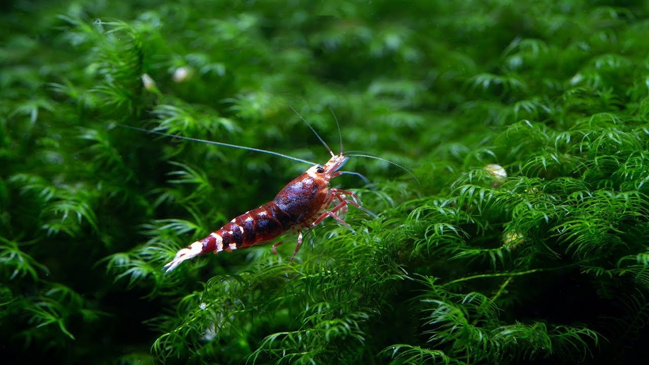 ELIBERAM CREVETII IN ACVARIU
