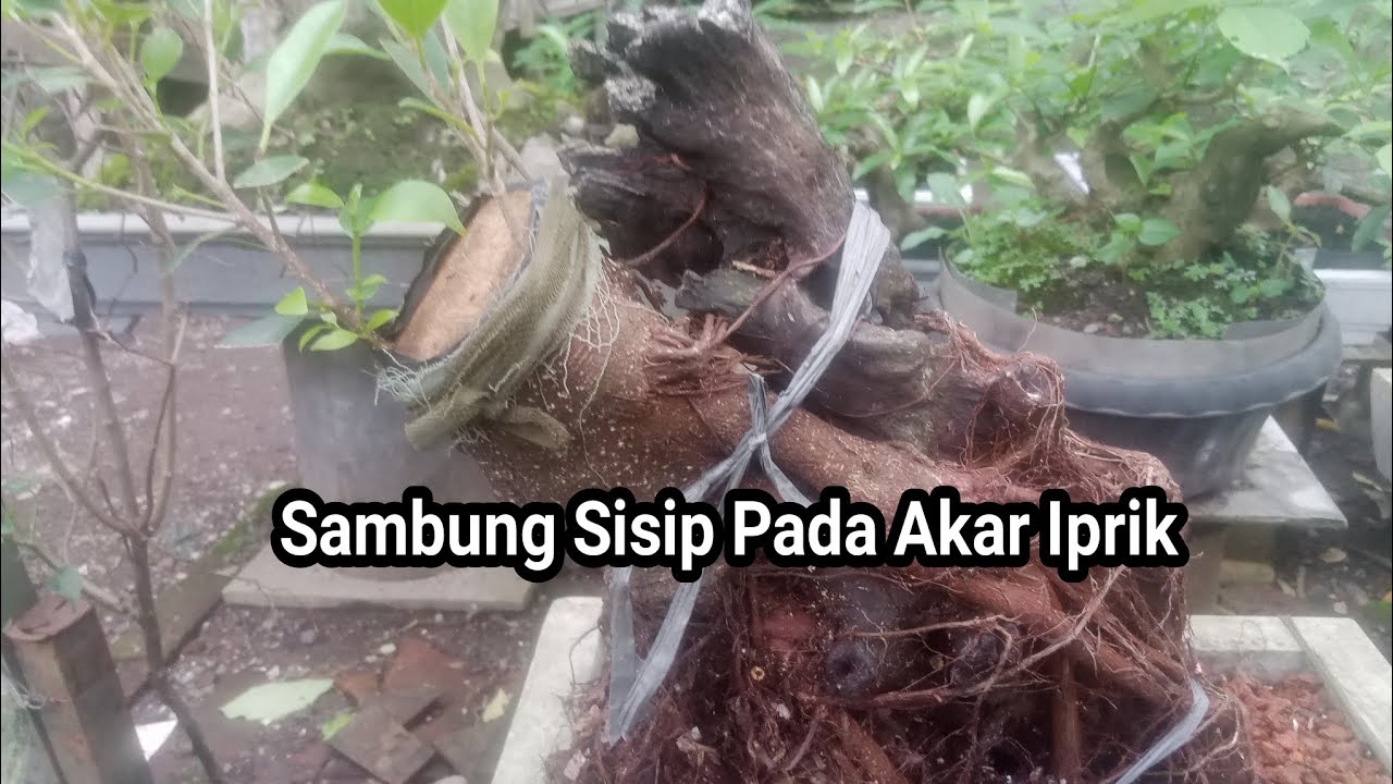 Sistem Sambung Sisip Pada Akar Iprik, Ditopang Tunggul Kering