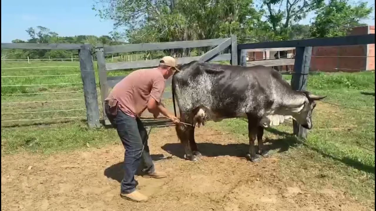 Amansando uma novilha leiteira