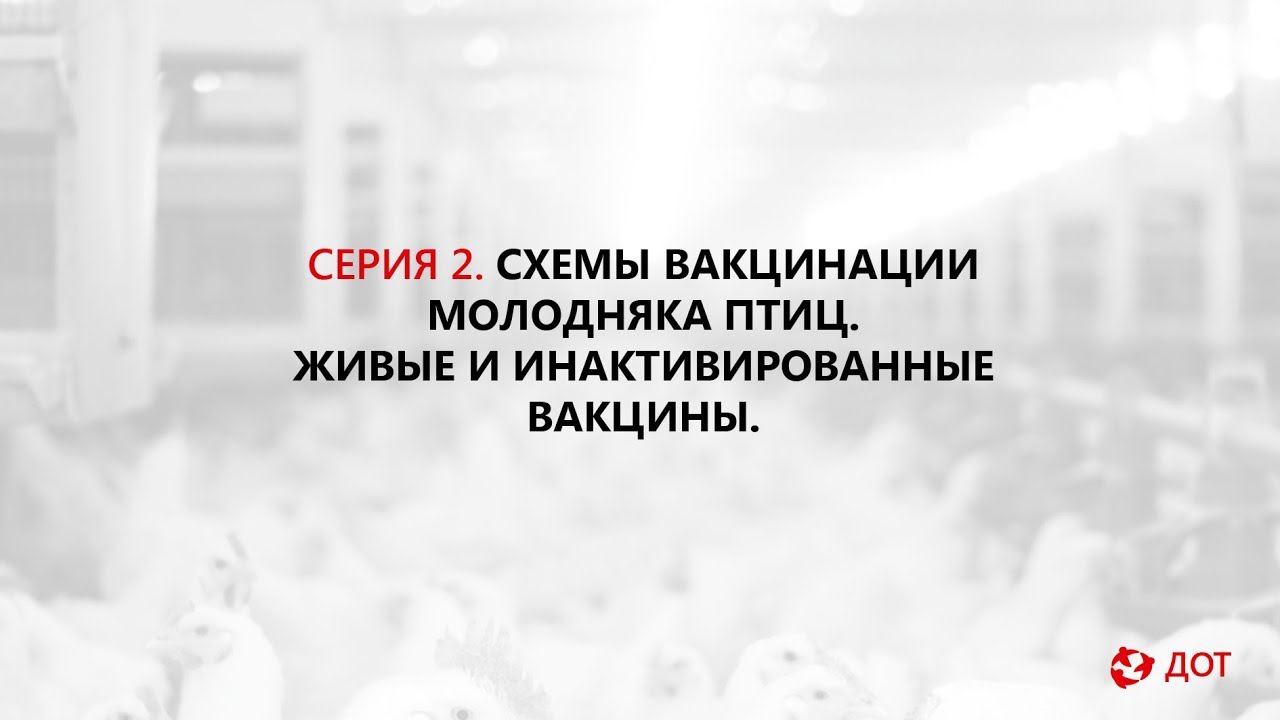 Джавадов Э.Д.: Схемы вакцинации молодняка птиц. Живые и инактивированные вакцины.
