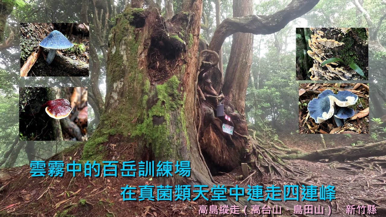 雲霧中的百岳訓練場，在真菌類天堂中連走四連峰｜高島縱走【新竹】【我走給你看】