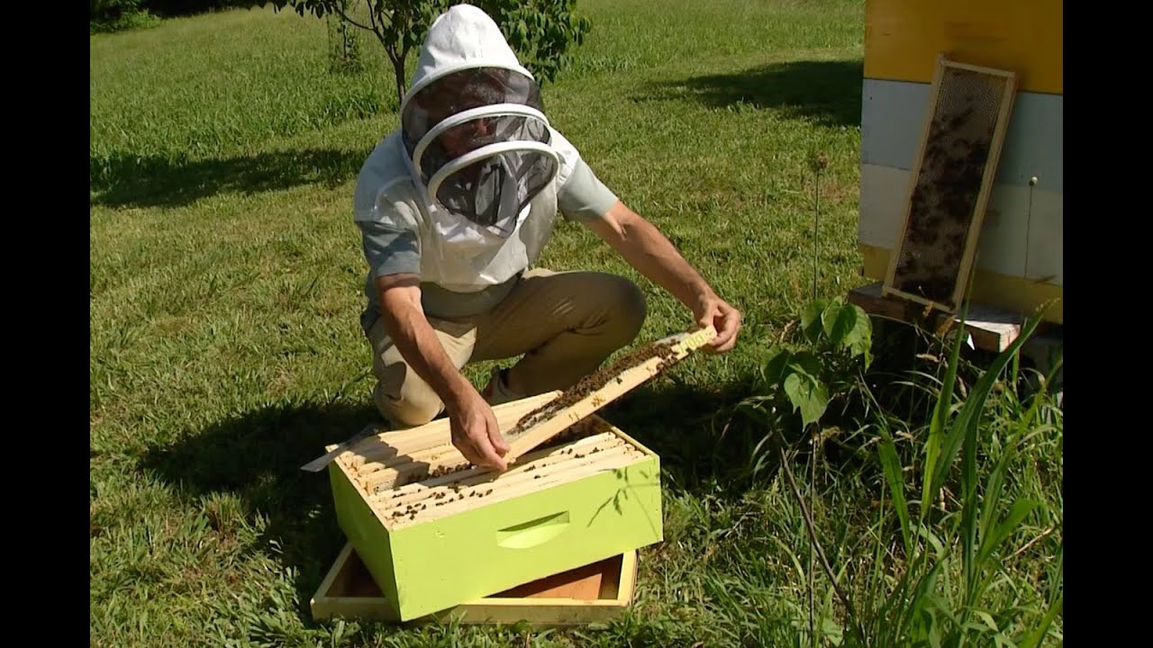 The Science Behind Responsible Beekeeping