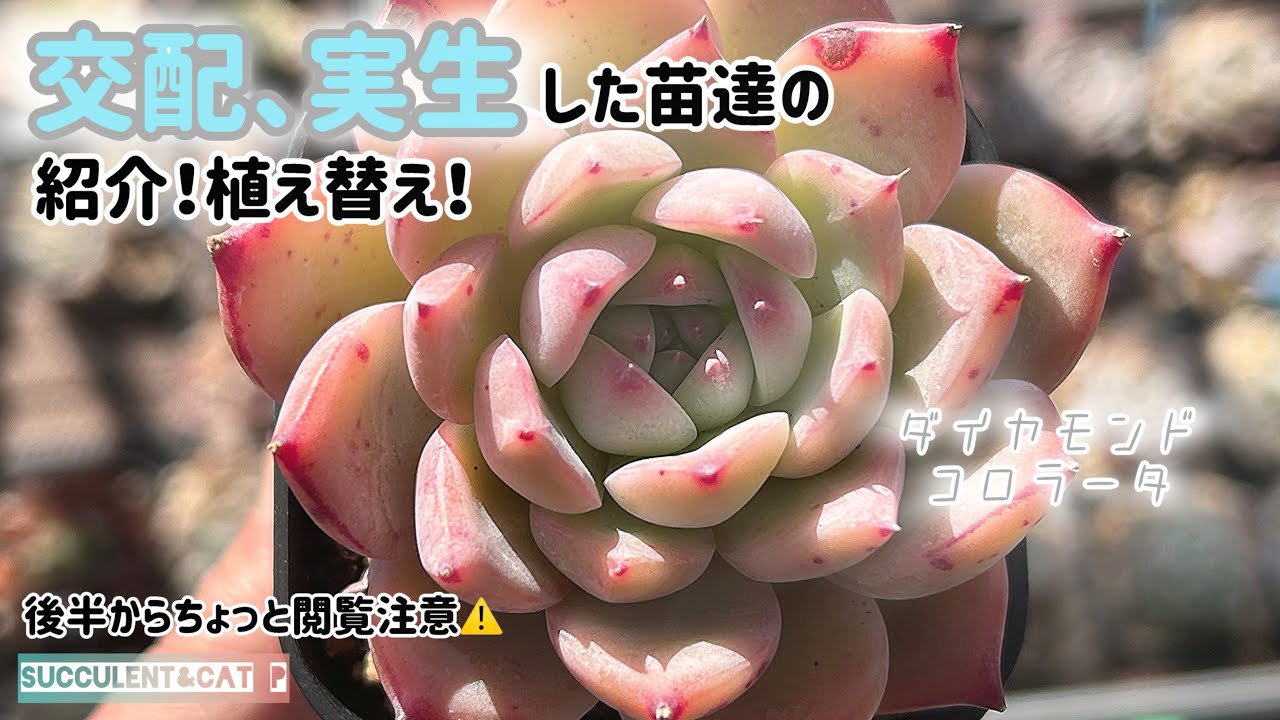 【多肉植物】 ぱっちょの交配苗の紹介！植え替え！ちょっとぼやいてるので閲覧注意⚠️