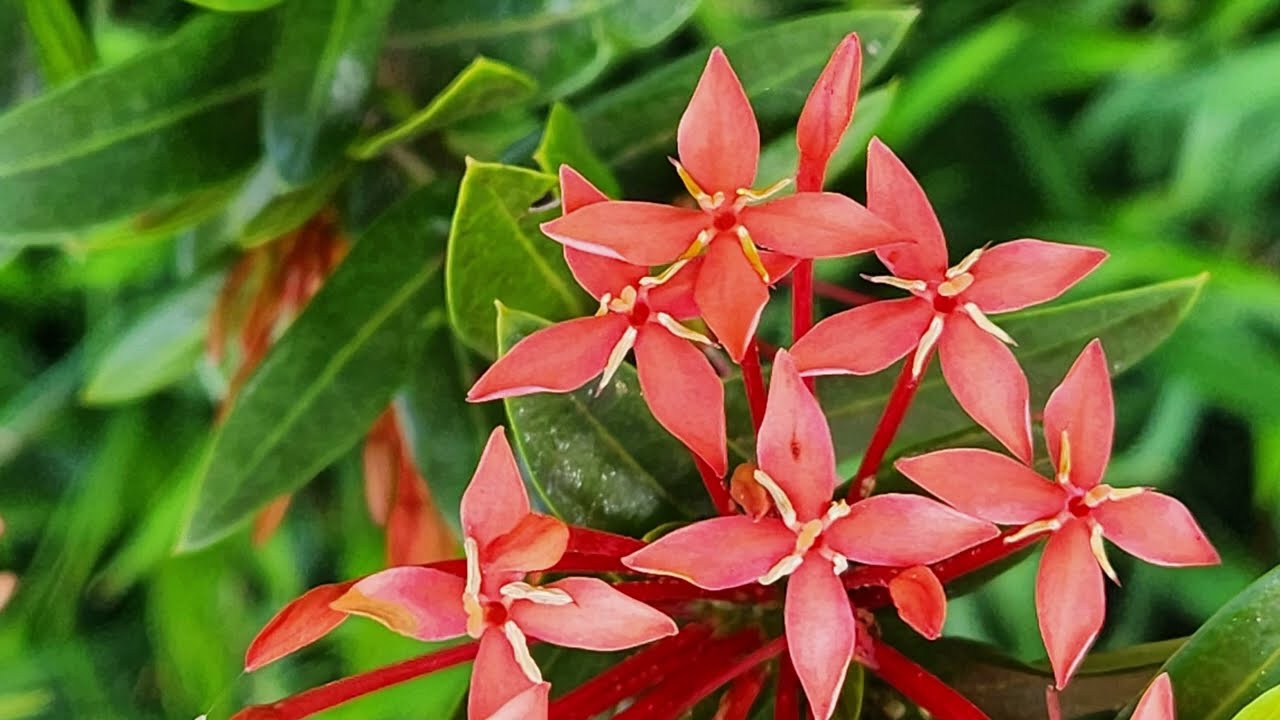 Ixora coccinea