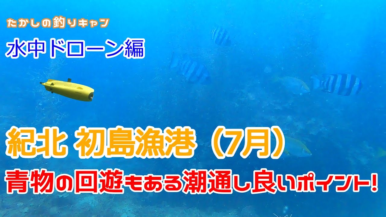 水中ドローン編 紀北 初島漁港(7月) 栄養豊富な海域は多くの魚を育む！
