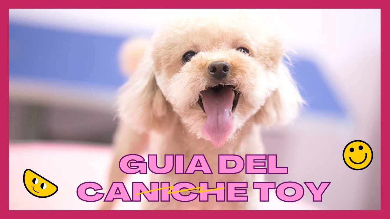 Perro Caniche Toy / Enano, donde comprar en España