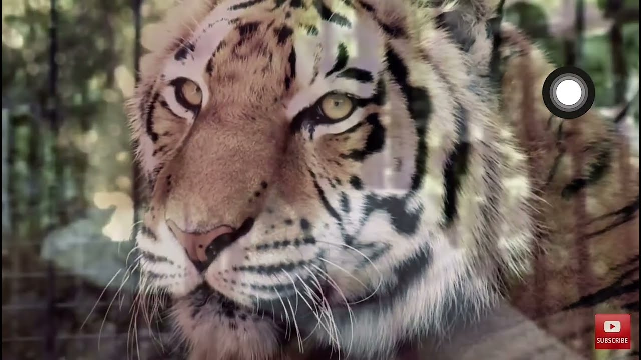 Biggest tiger in the world #viral #animal#bigcat #safari #fyp 