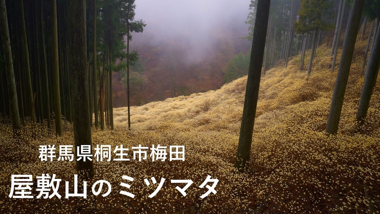 【関東ミツマタ群生地】4K 屋敷山のミツマタと神戸駅の花桃 雨の花見ハイキング これからが見頃です！