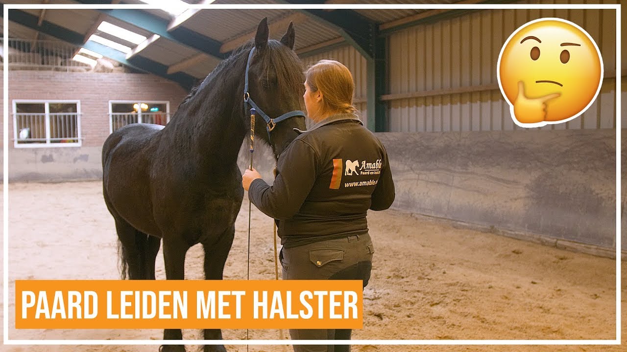 Basis grondwerk | Paard leiden met halster